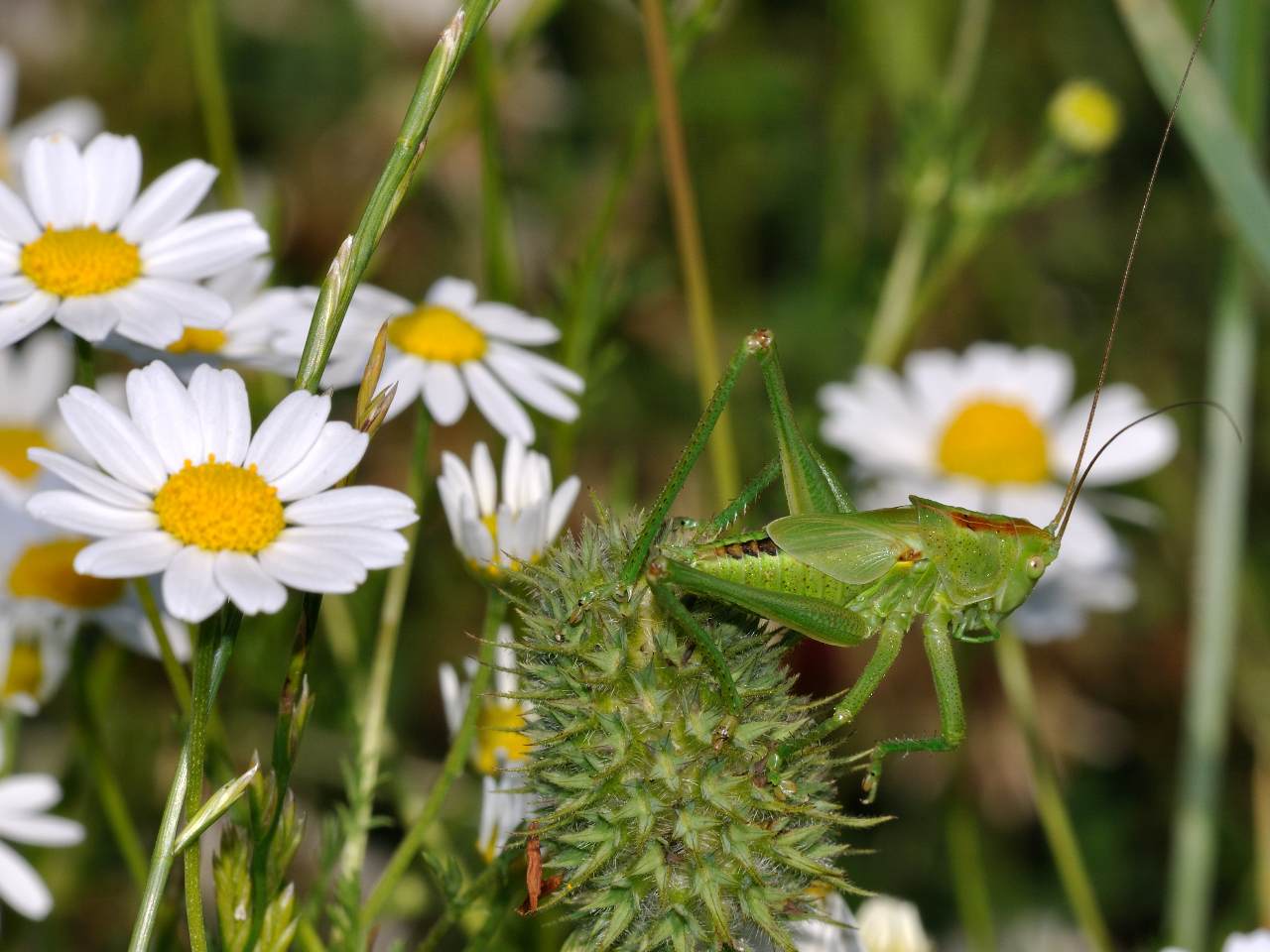 Ninfa di Tettigonia sp.